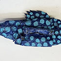 Brent Brown BRB1003 | Blue Polka Dot Fish, 2022 at the Outsider Folk Art Gallery